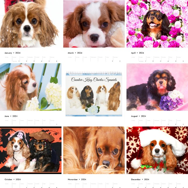 Cavalier Kung Charles Spanska Kalender (Skapare uppladdad)