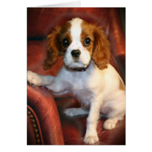 Cavalier Kung Charles Spanska presenter och kläder Hälsningskort