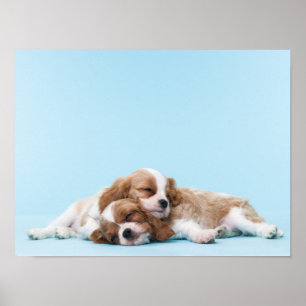 Cavalier Kung Charles Spanska Sleeping Poster