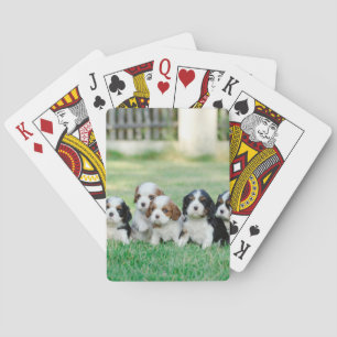 Cavalier Kung Charles Spanska valpar Spel Kort