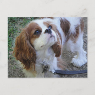 Cavalier Kung Charles vykort för söt marionettsäck