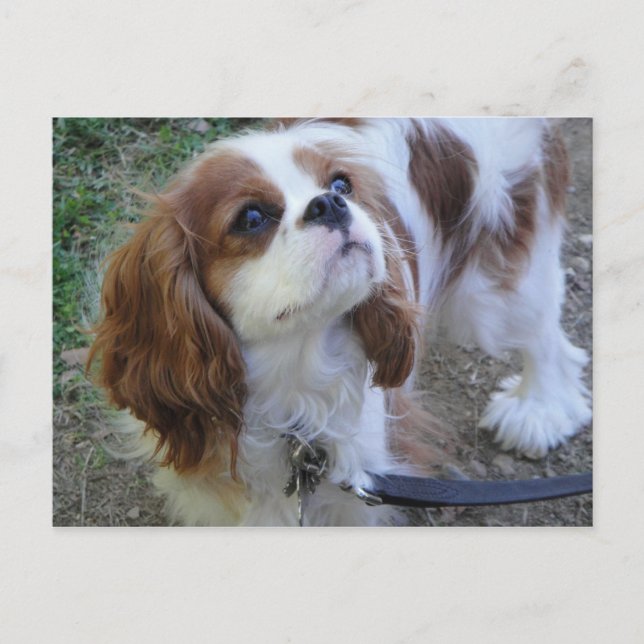Cavalier Kung Charles vykort för söt marionettsäck (Framsida)