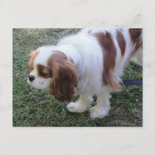Cavalier Kung Charles vykort för söt marionettsäck