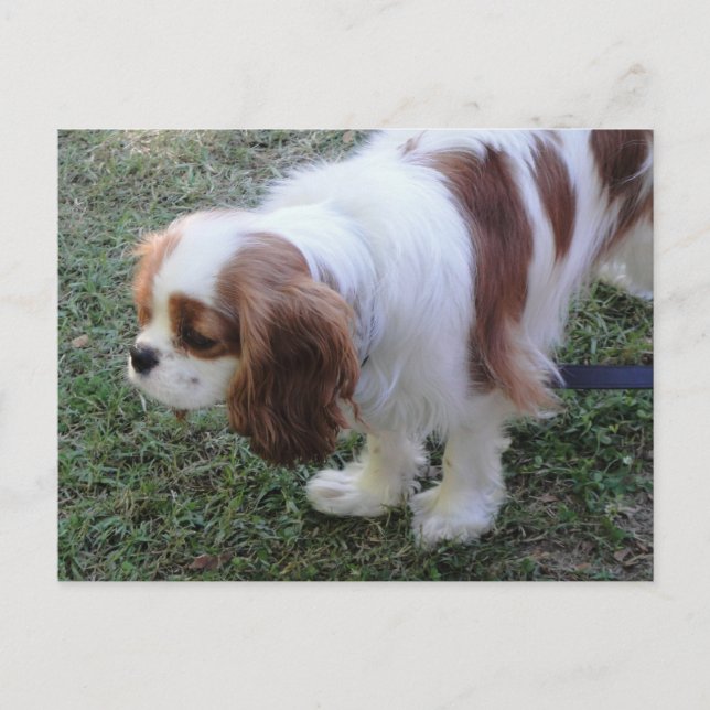 Cavalier Kung Charles vykort för söt marionettsäck (Framsida)