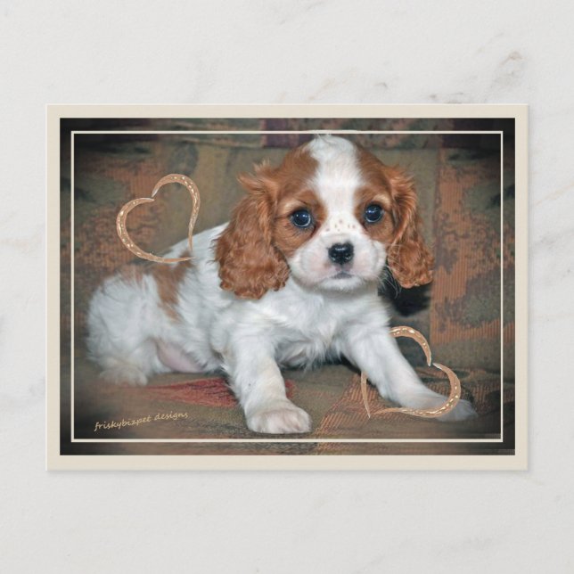 Cavalier Kung CharlesLove Vykort (Framsida)