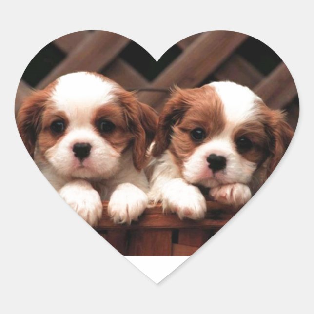 Cavalier Puppies Hjärtformat Klistermärke (Framsida)