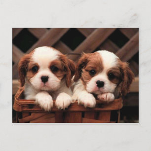 Cavalier Puppies Vykort