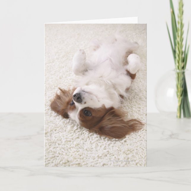 Cavalier som visar magi kort (Framsida)