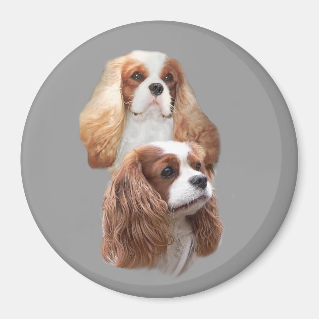 Cavalier Söt Girls Magnet (Framsidan)