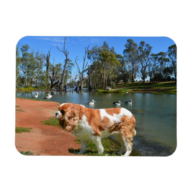 Cavalier Spain och Pelicans. Magnet (Horisontell)