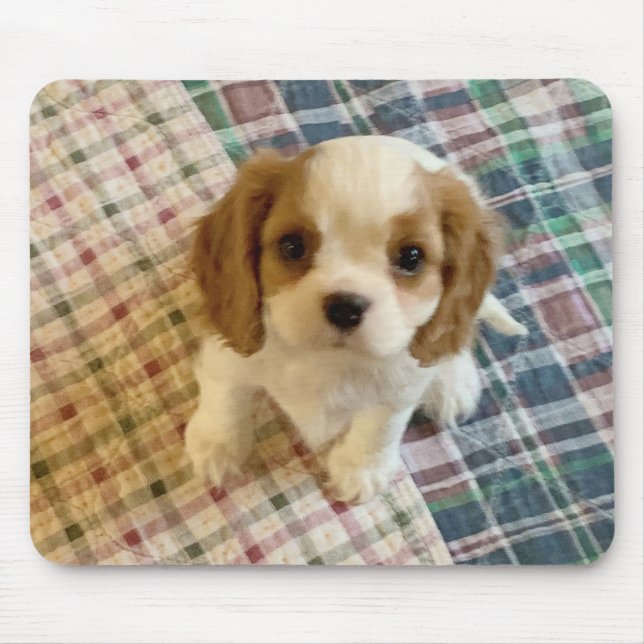 Cavalier Spain Puppy Mousepad Musmatta (Framsidan)