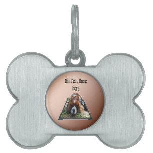 Cavalier Spaniel Popout Konst, ID-bricka Husdjur