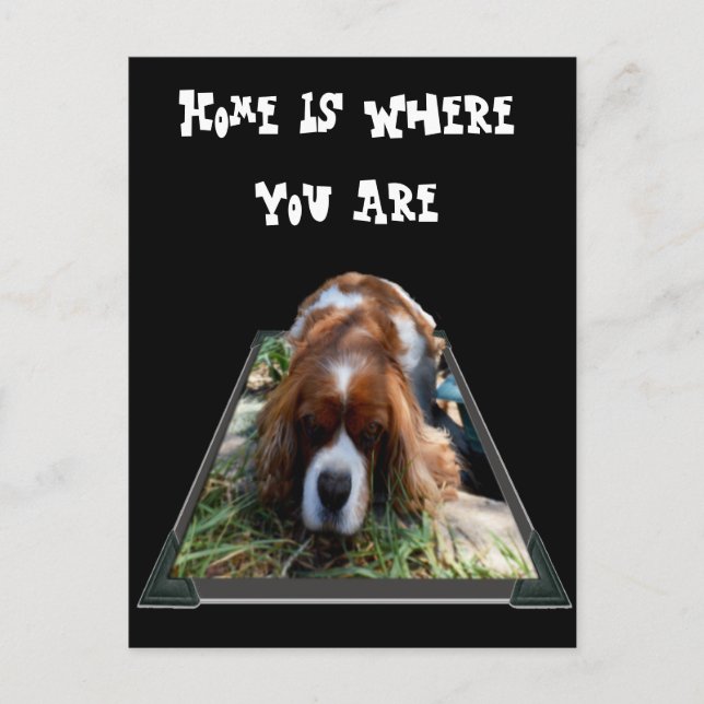 Cavalier Spaniel, vykort (Framsida)