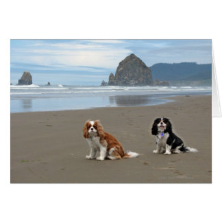 Cavaliers @ Cannon Beach, Oregon Hälsningskort