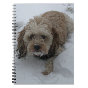 Cavapoo-anteckningsbok Anteckningsbok