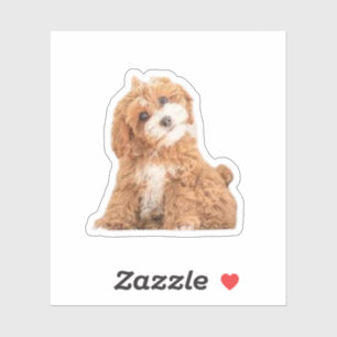 Cavapoo Cavoodle Cockerpoo Puppy Designer hund Klistermärken