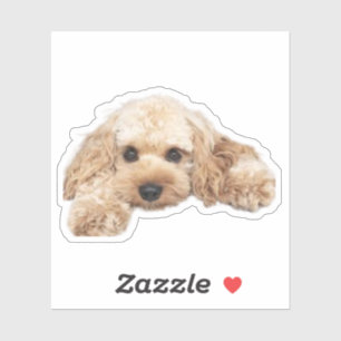 Cavapoo Cavoodle Cockerpoo Puppy Designer hund Klistermärken