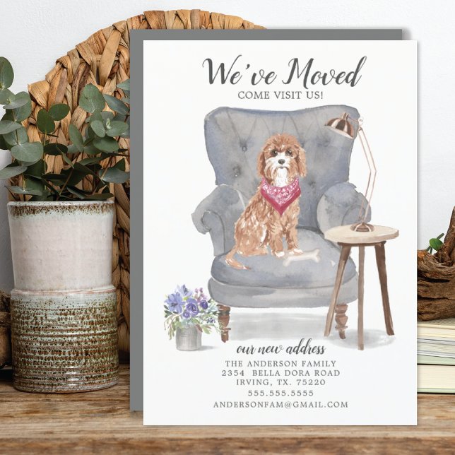 Cavapoo Hund | Meddelande om Flytta (Skapare uppladdad)