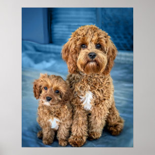 Cavapoo Hund Puppy Adsible Poster