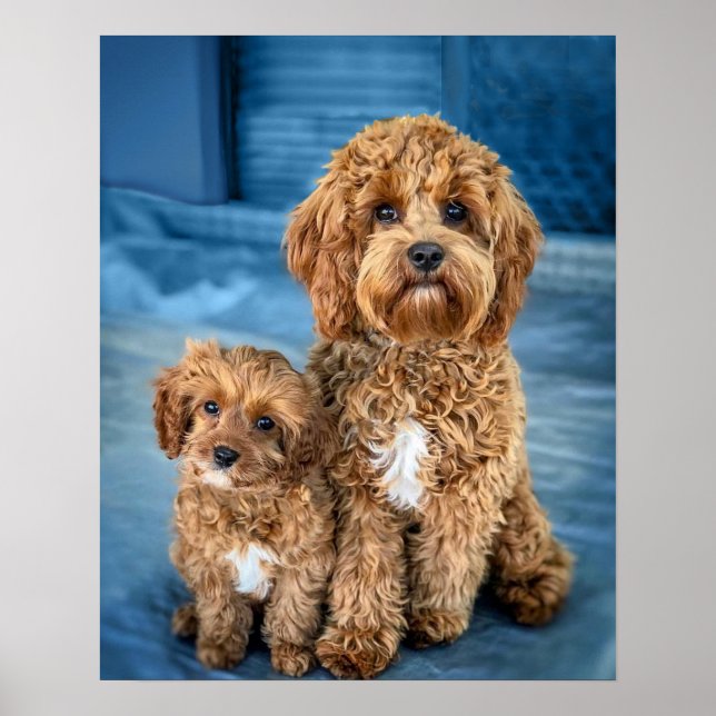 Cavapoo Hund Puppy Adsible Poster (Framsidan)