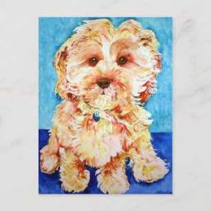 Cavapoo Ollie. Vykort