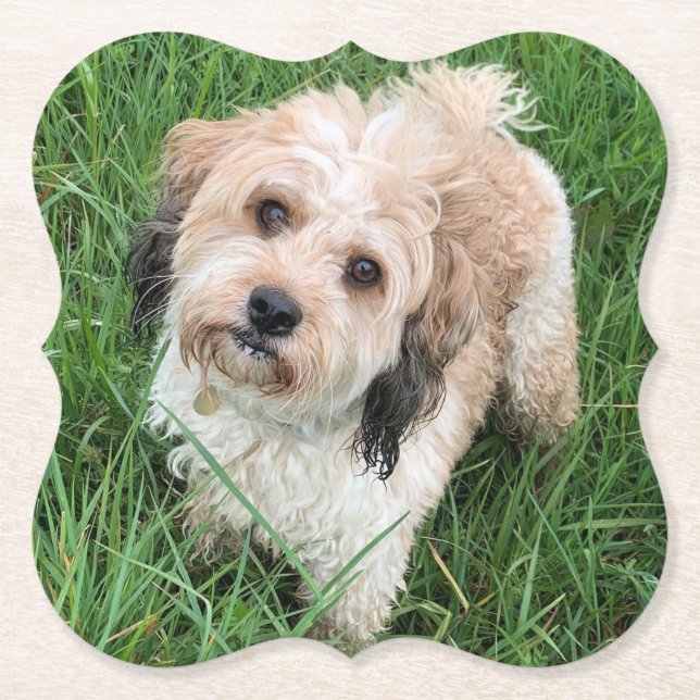 Cavapoo underlägg (Framsida)