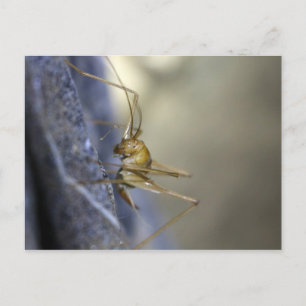 Cave Cricket i Vietnam Vykort