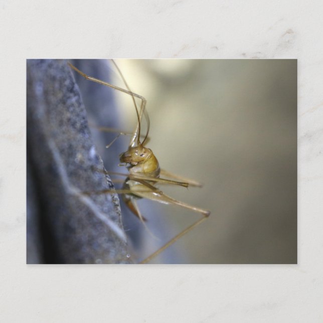 Cave Cricket i Vietnam Vykort (Framsida)