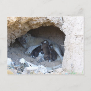 Cave Vykort