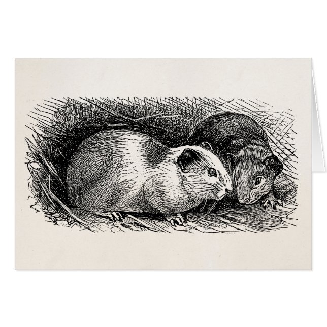 Cavies för illustration för OBS kort (Framsidan Horizontal)
