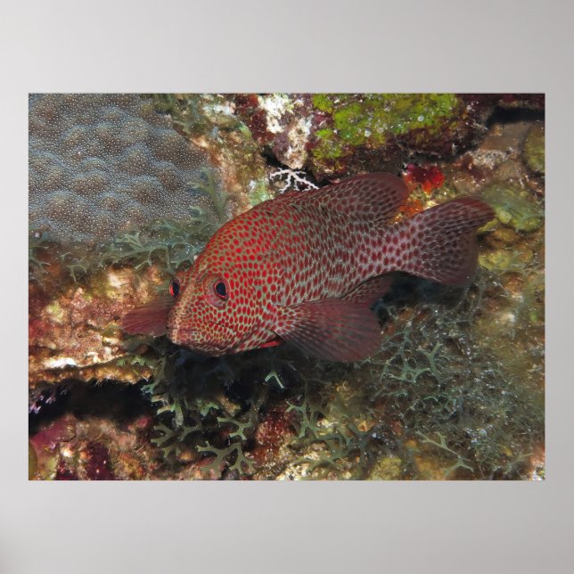 Caye Calker Graysby Poster (Framsidan)