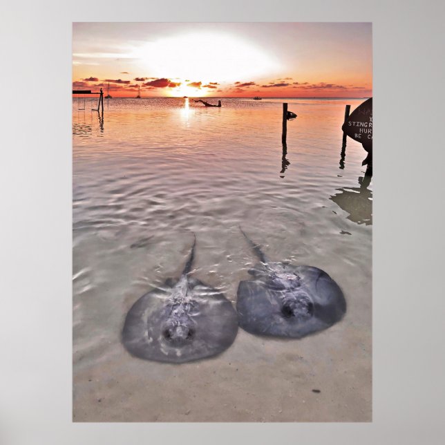Caye Caulker Stingray Sunset Poster (Framsidan)