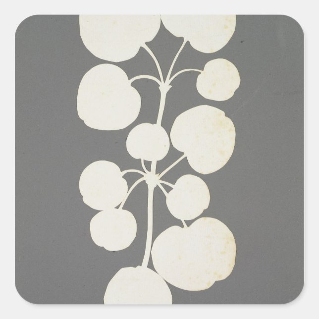 Cayenne Pepper Fyrkantigt Klistermärke (Framsida)