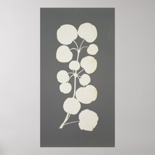 Cayenne Pepper Poster (Framsidan)