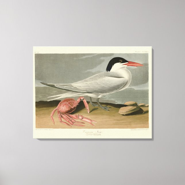 Cayenne (Royal) Tern - Audubon's Birds of America Canvastryck (Framsida)