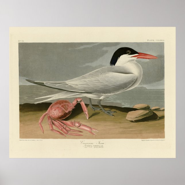 Cayenne (Royal) Tern - Audubon's Birds of America Poster (Framsidan)