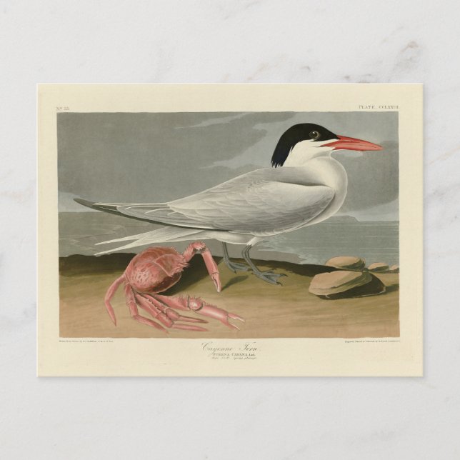 Cayenne (Royal) Tern - Audubon's Birds of America Vykort (Framsida)