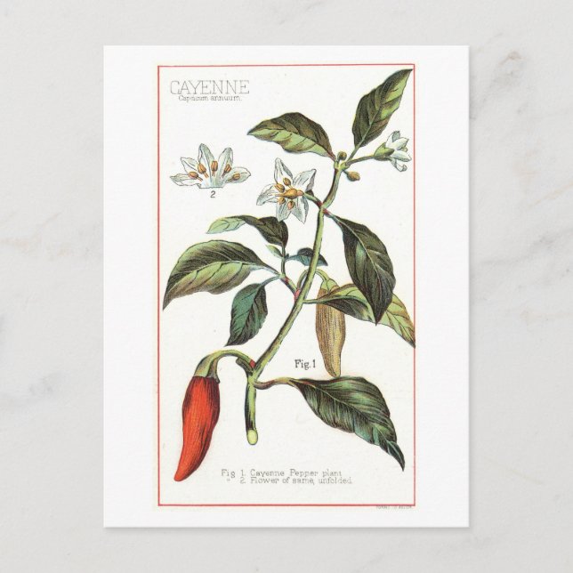 Cayennepeppar gammaldags botanisk illustration vykort (Framsida)