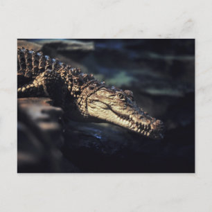Cayman crokodile vykort
