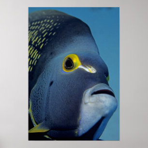 Cayman Islands fransk havsängelPomacanthus Poster