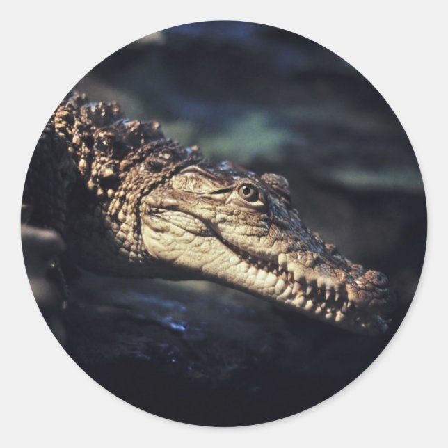 Cayman krokodile-dekal runt klistermärke (Framsida)