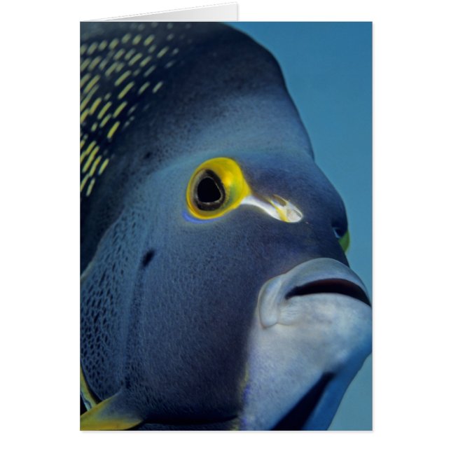 Caymanöarna, Fransk Angelfish Pomacanthus Hälsningskort (Framsidan)