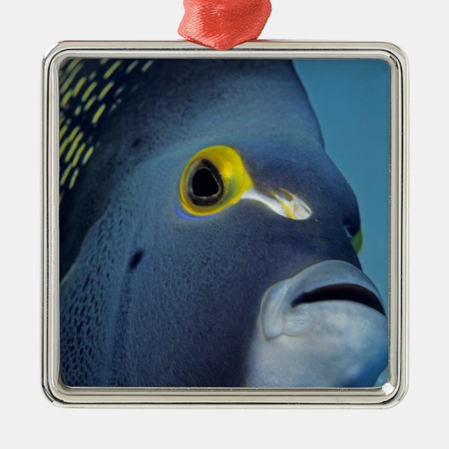 Caymanöarna, Fransk Angelfish Pomacanthus Julgransprydnad Metall (Framsidan)