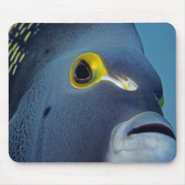 Caymanöarna, Fransk Angelfish Pomacanthus Musmatta (Framsidan)