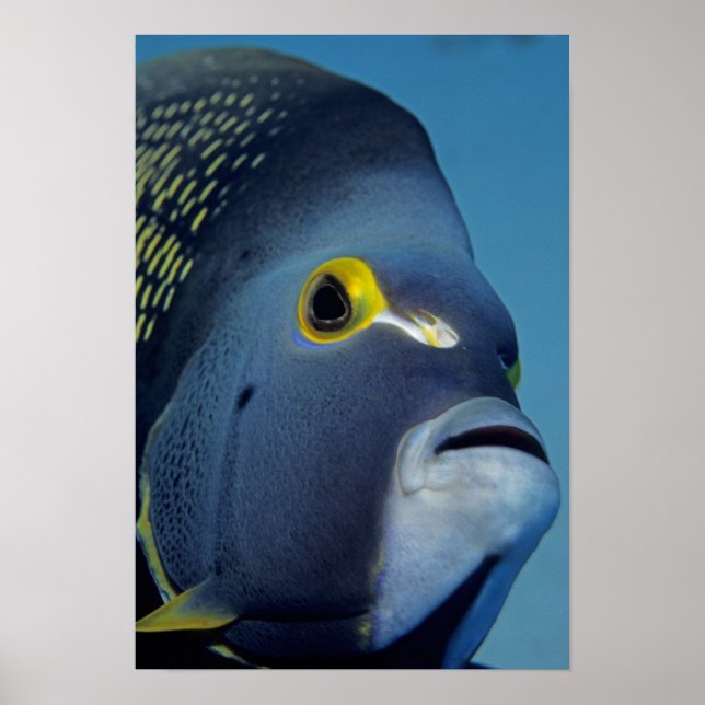 Caymanöarna, Fransk Angelfish Pomacanthus Poster (Framsidan)