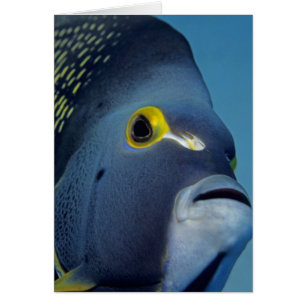Caymanöarna, fransk ängelfisk Pomacanthus Hälsningskort