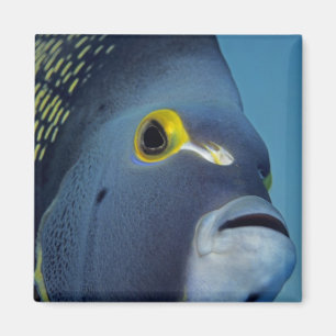Caymanöarna, fransk ängelfisk Pomacanthus Magnet