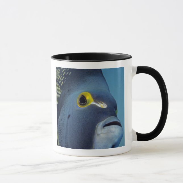 Caymanöarna, fransk ängelfisk Pomacanthus Mugg (Höger)