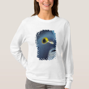 Caymanöarna, fransk ängelfisk Pomacanthus Tee