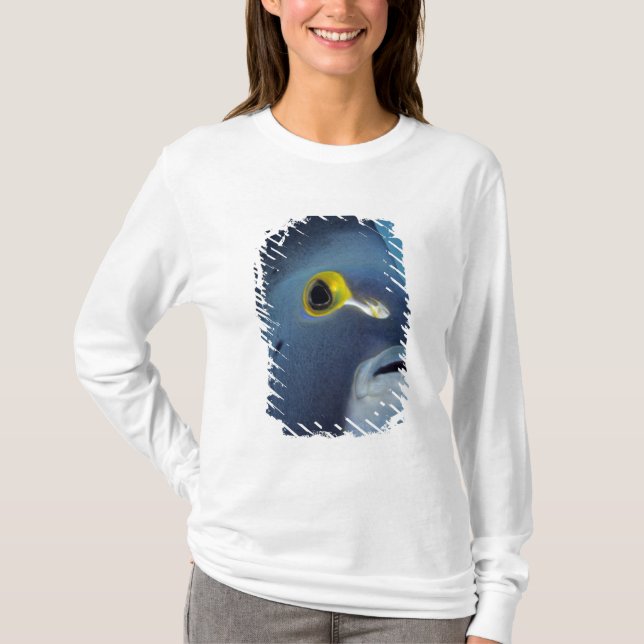 Caymanöarna, fransk ängelfisk Pomacanthus Tee (Framsida)